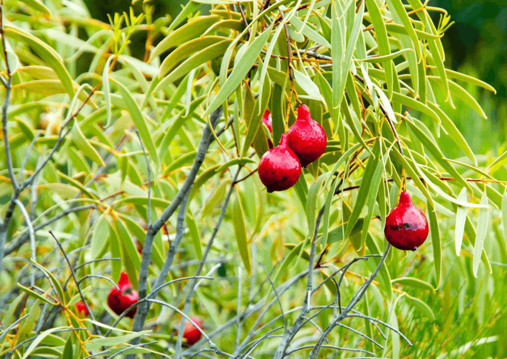 Fruiting Quandong plant
